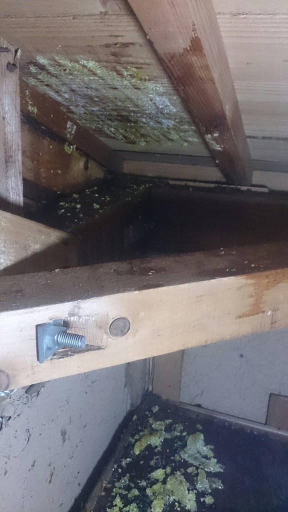 早島町天井工事　蜂と巣を取り除いた写真